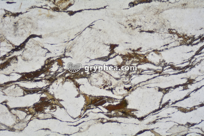 Gneiss LPNA x6,5 - gryphea.com